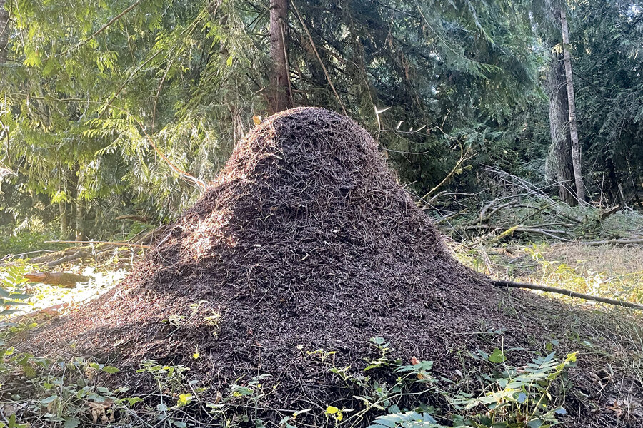 Thatch ant anthill. Or mountain?